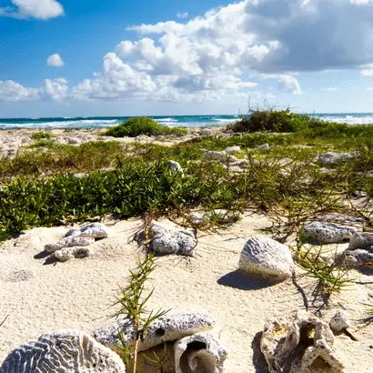 "Private tour cancun riviera maya", "Airport transfer cancun"